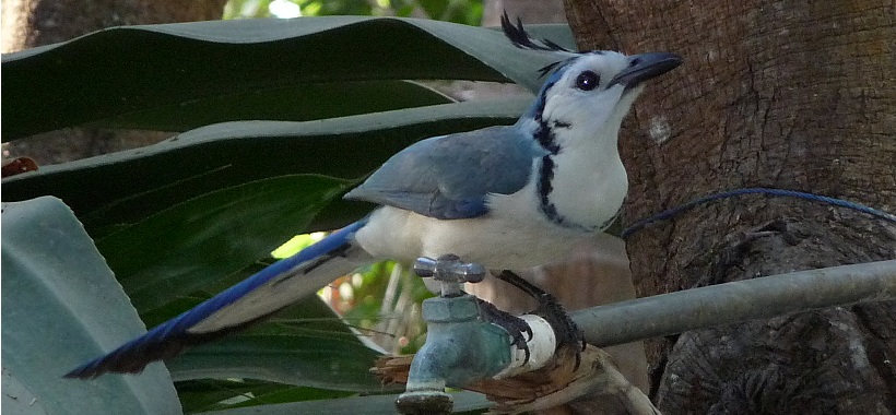 Cabo Blanco Park Area