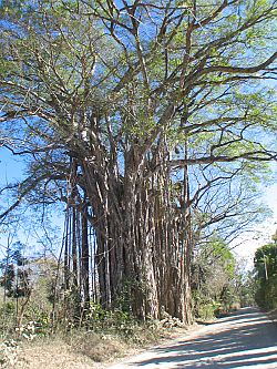 Huge Ficus tree before Cabuya