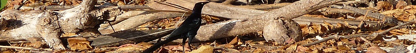 An Image Slideshow