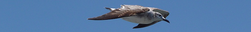 An Image Slideshow